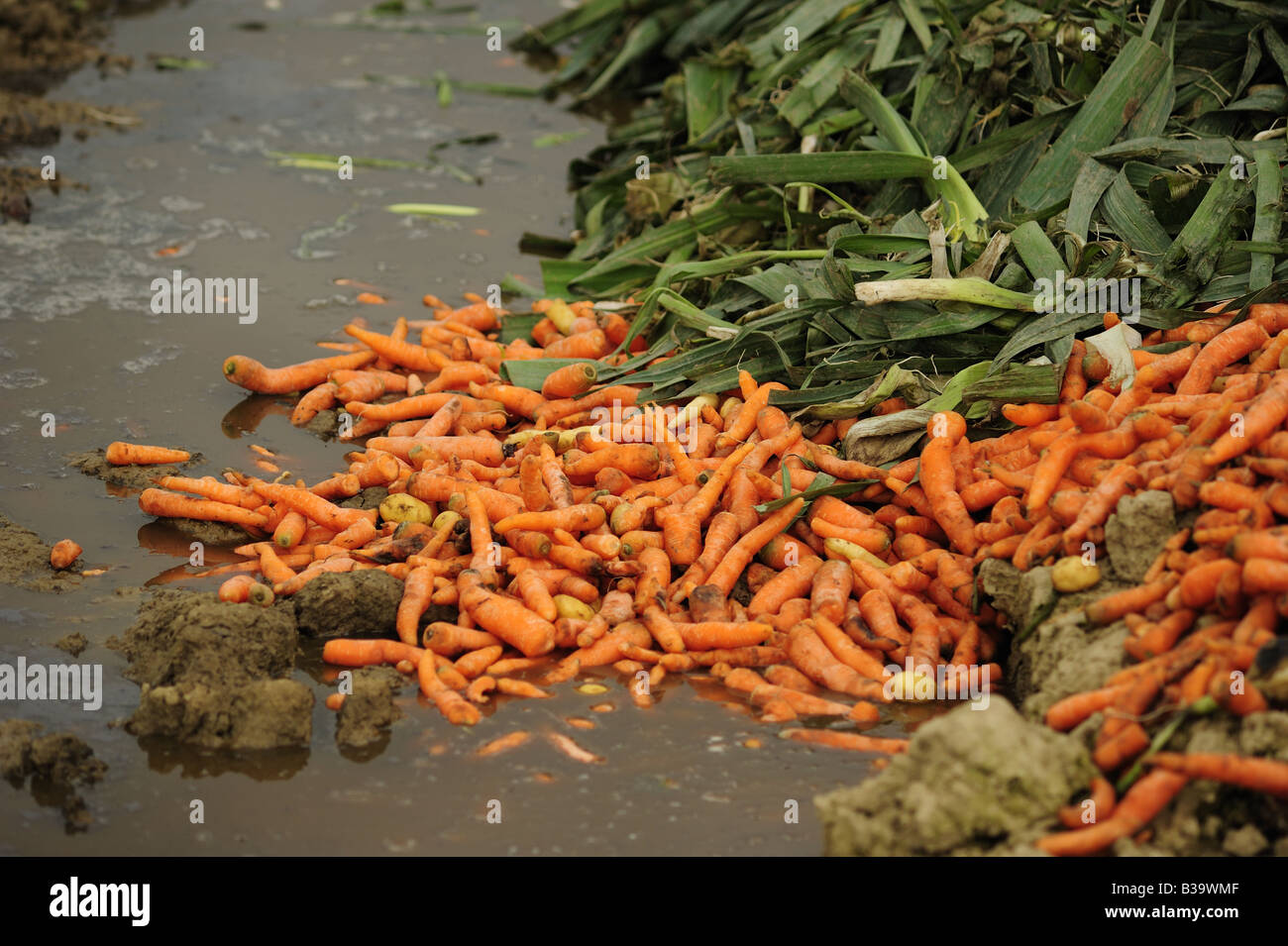 Gemüse zu verschwenden. Stockfoto