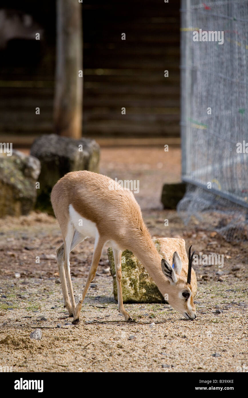 Eine Dorcas Gazelle in Gefangenschaft. Stockfoto