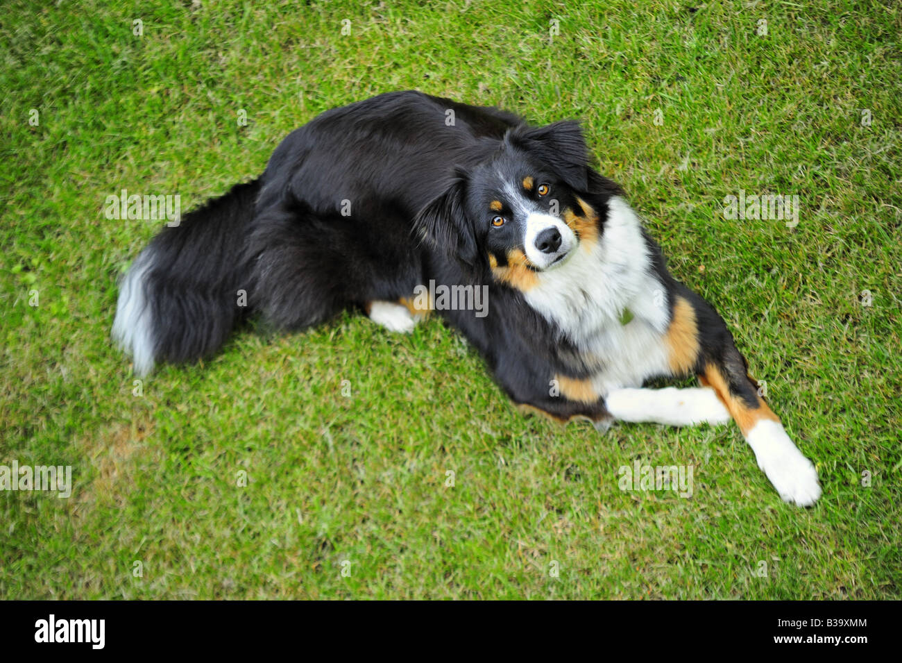 Border Collie Mischling Stockfoto, Bild: 19272868 - Alamy