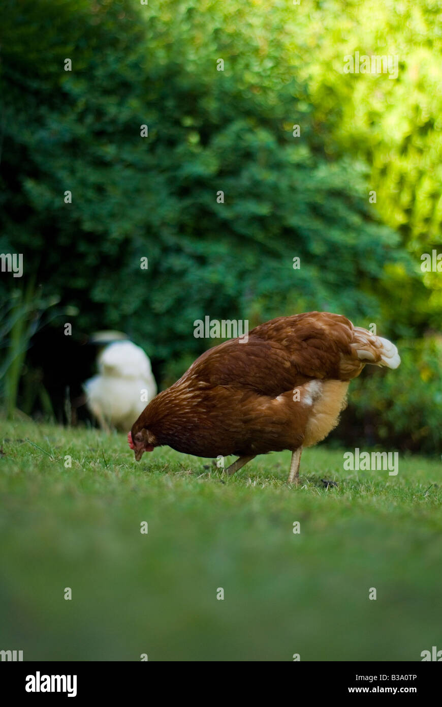 Zwei städtische Hennen kratzen um in einem Garten Gallus Gallus Domesticus Stockfoto