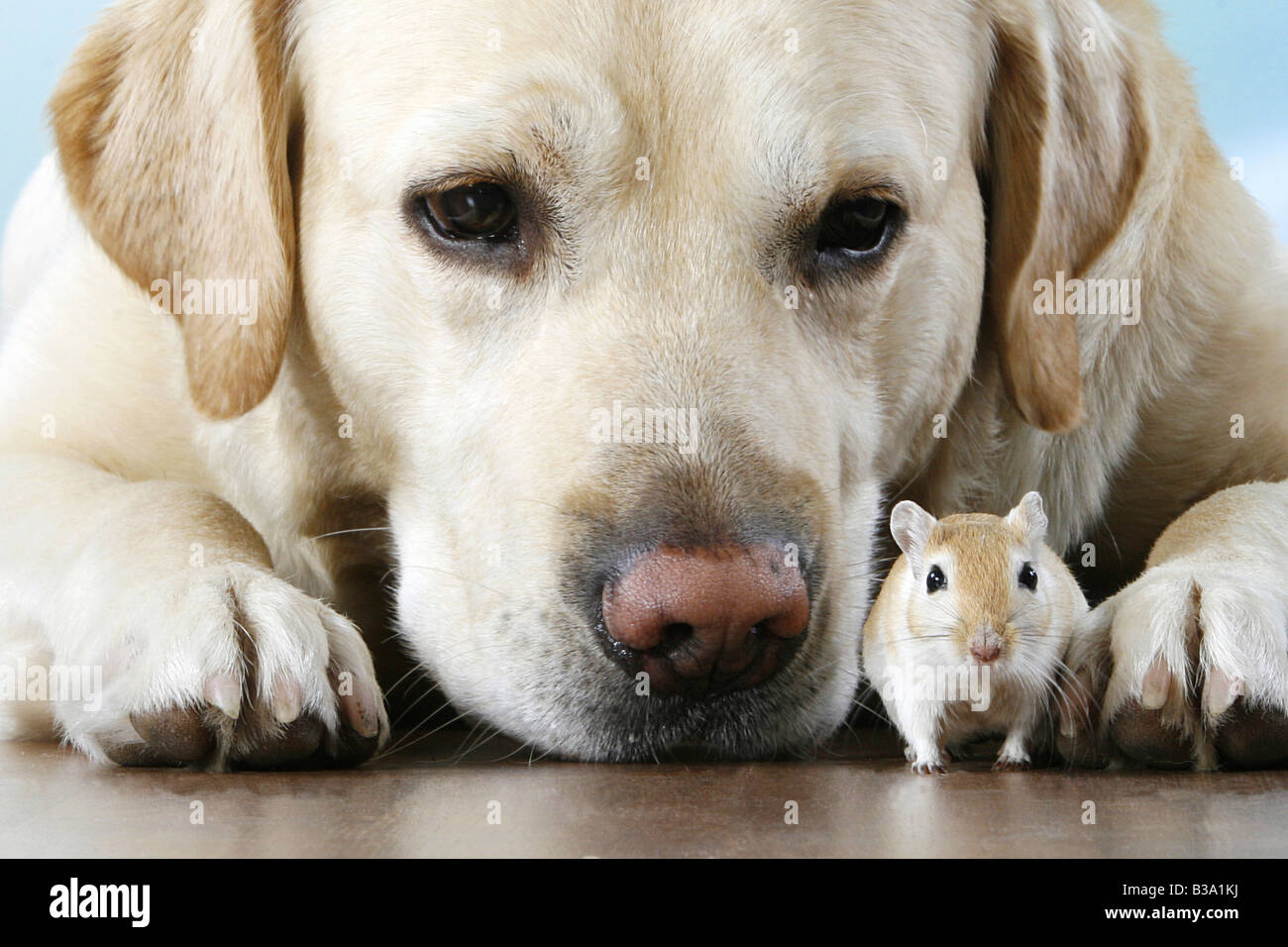 tierische Freundschaft: Labrador Retriever mit Wüstenrennmaus Stockfoto