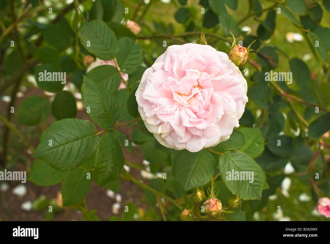Rose Cuisse de Nymphe oder Great Maidens Blush Stockfoto