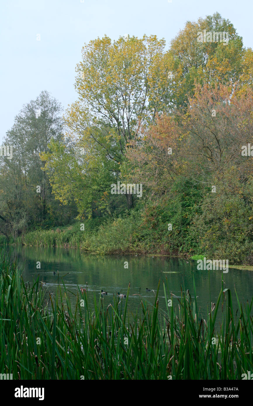 Treviso, Fiume Sile (digitales Bild) Stockfoto