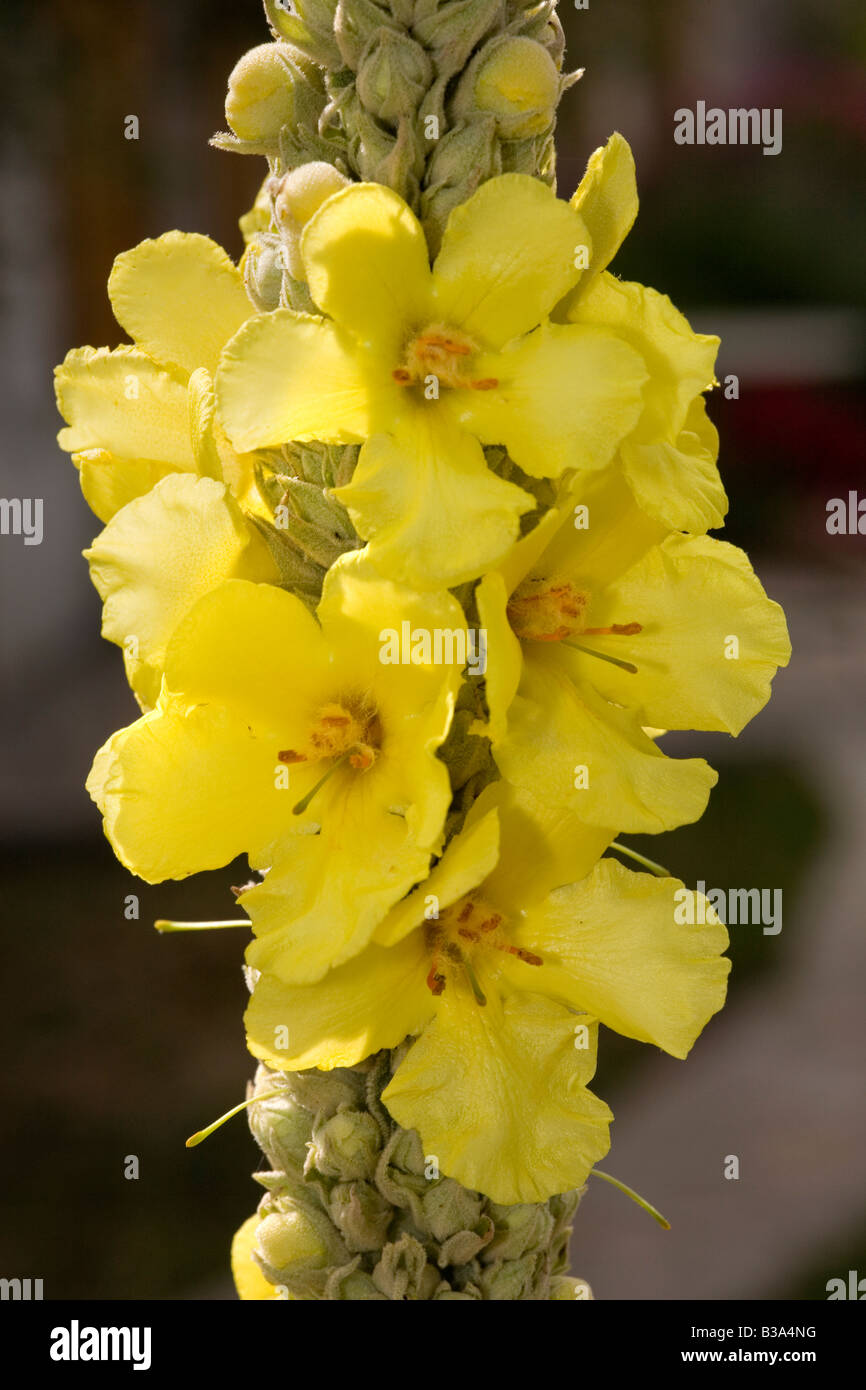 Große Königskerze Verbascum Thapsus Griechenland Stockfoto