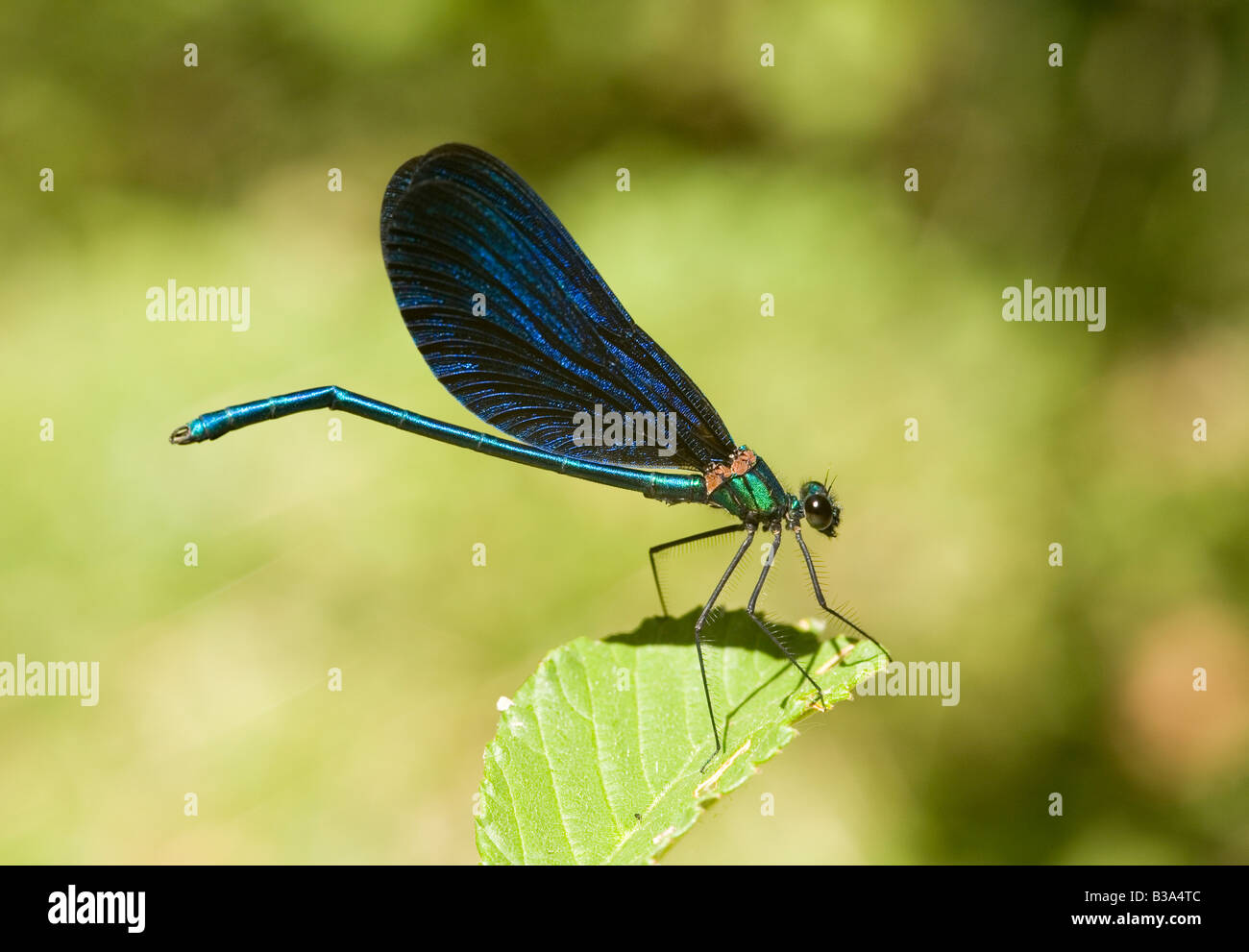 Calopteryx Virgo schöne Prachtlibelle männlichen Peloponnes Griechenland Stockfoto