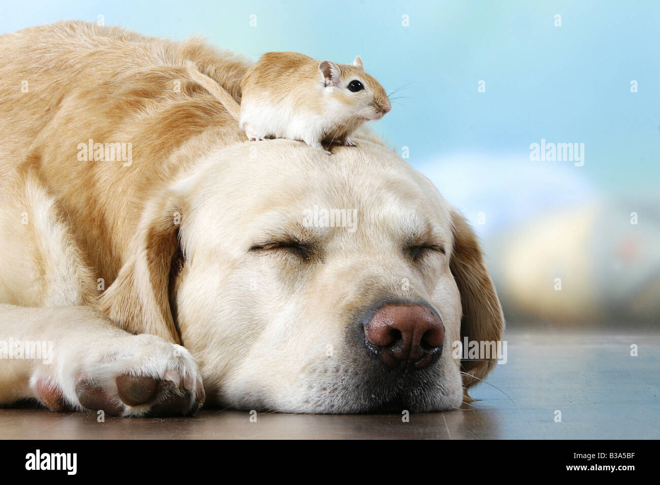 tierische Freundschaft: Labrador Retriever - schlafen mit Wüstenrennmaus auf Kopf Stockfoto