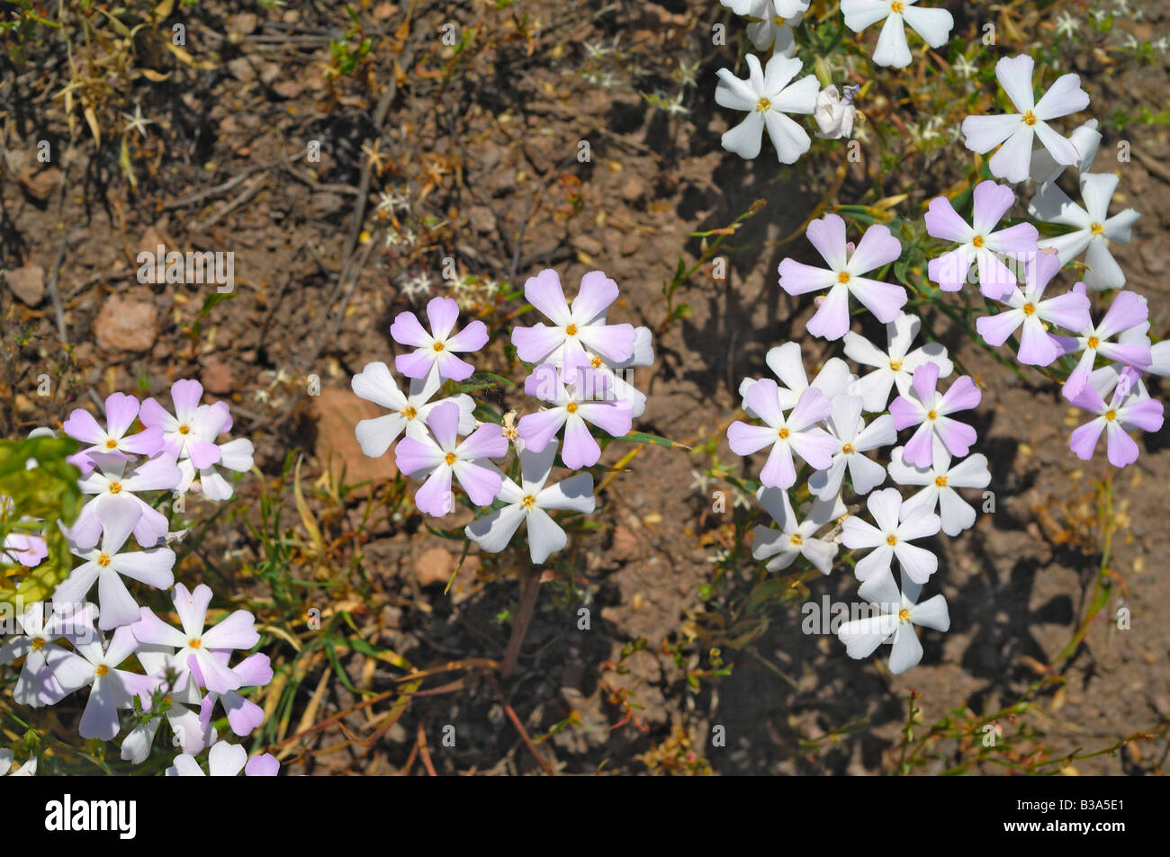 Wilde Blumen wachsen auf einem Hügel in Sun Valley, Idaho, Vereinigte Staaten von Amerika Stockfoto