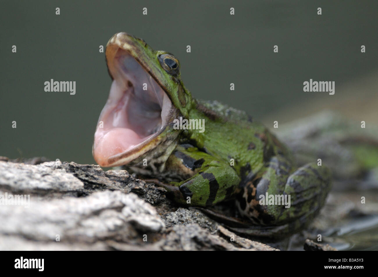 Europäische essbare Frosch (Rana Esculenta) mit offenem Mund Stockfoto