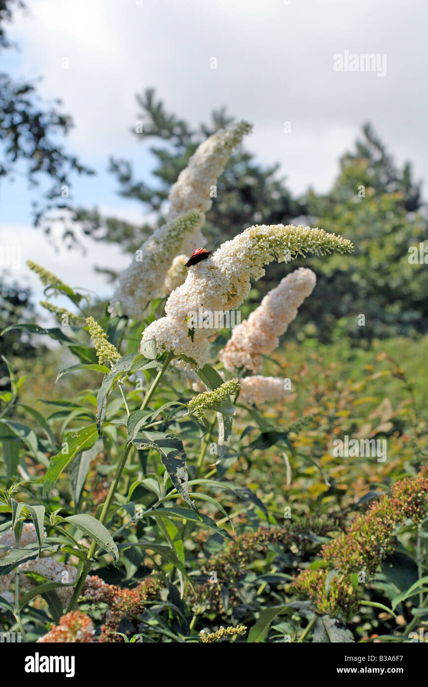 BUDDLEJA DAVIDII WEIßEN FÜLLE Stockfoto