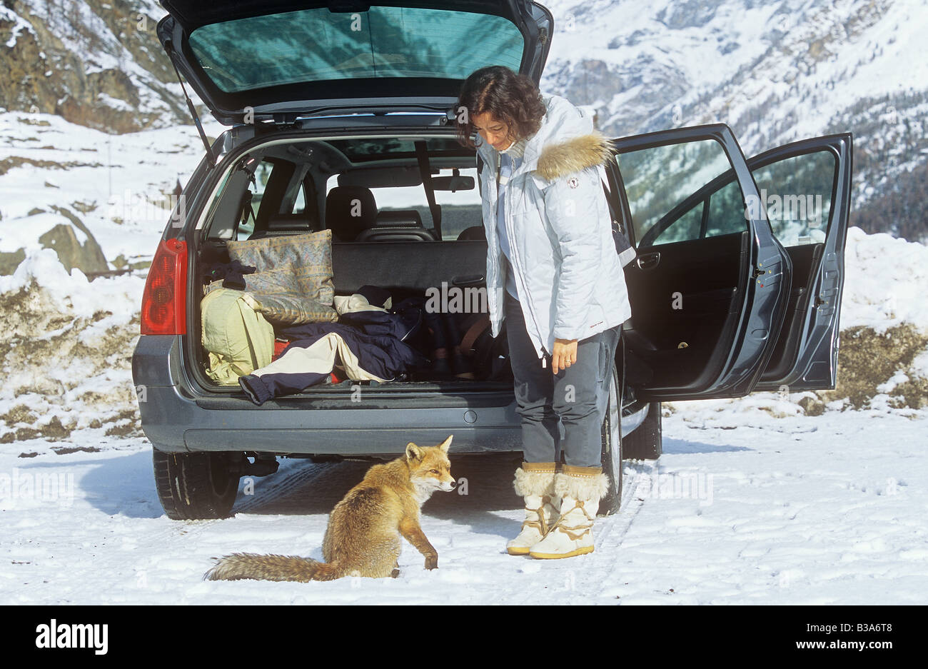 Rotfuchs mit Frau - sitzt vor einem Auto / Vulpes Vulpes Stockfoto