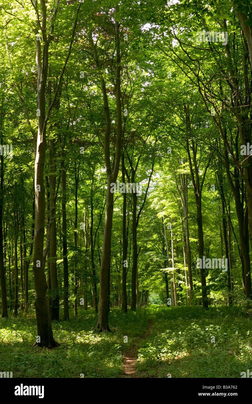 Woodland Glade, Thetford Forest, Norfolk Stockfoto