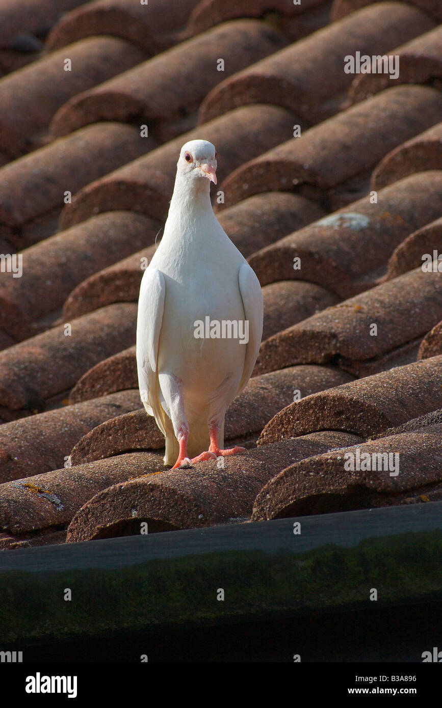 Weiße Taube stehend auf Dach Stockfoto