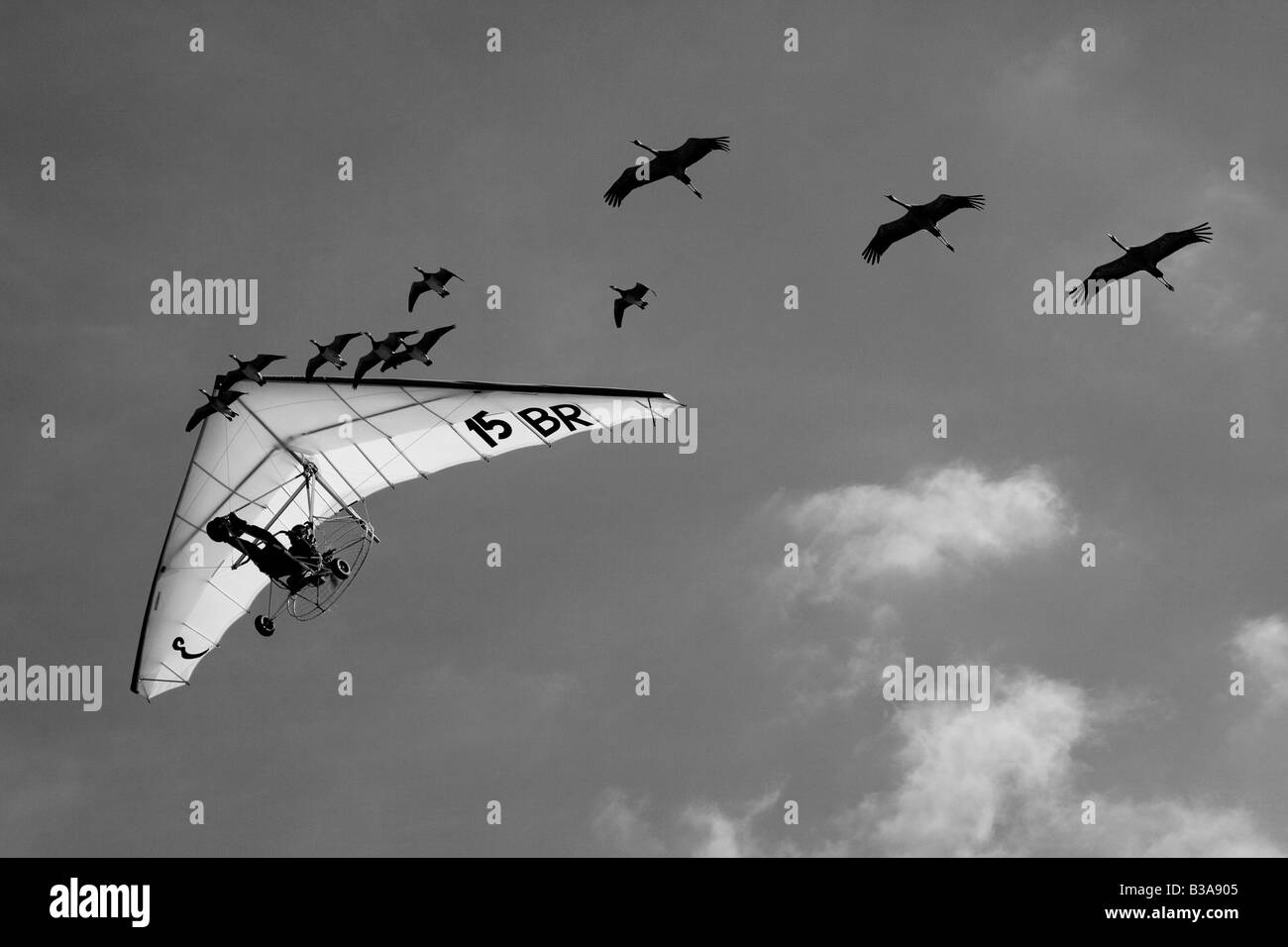 Monochromes Bild Ultraleichtflugzeug und Gänse Stockfoto