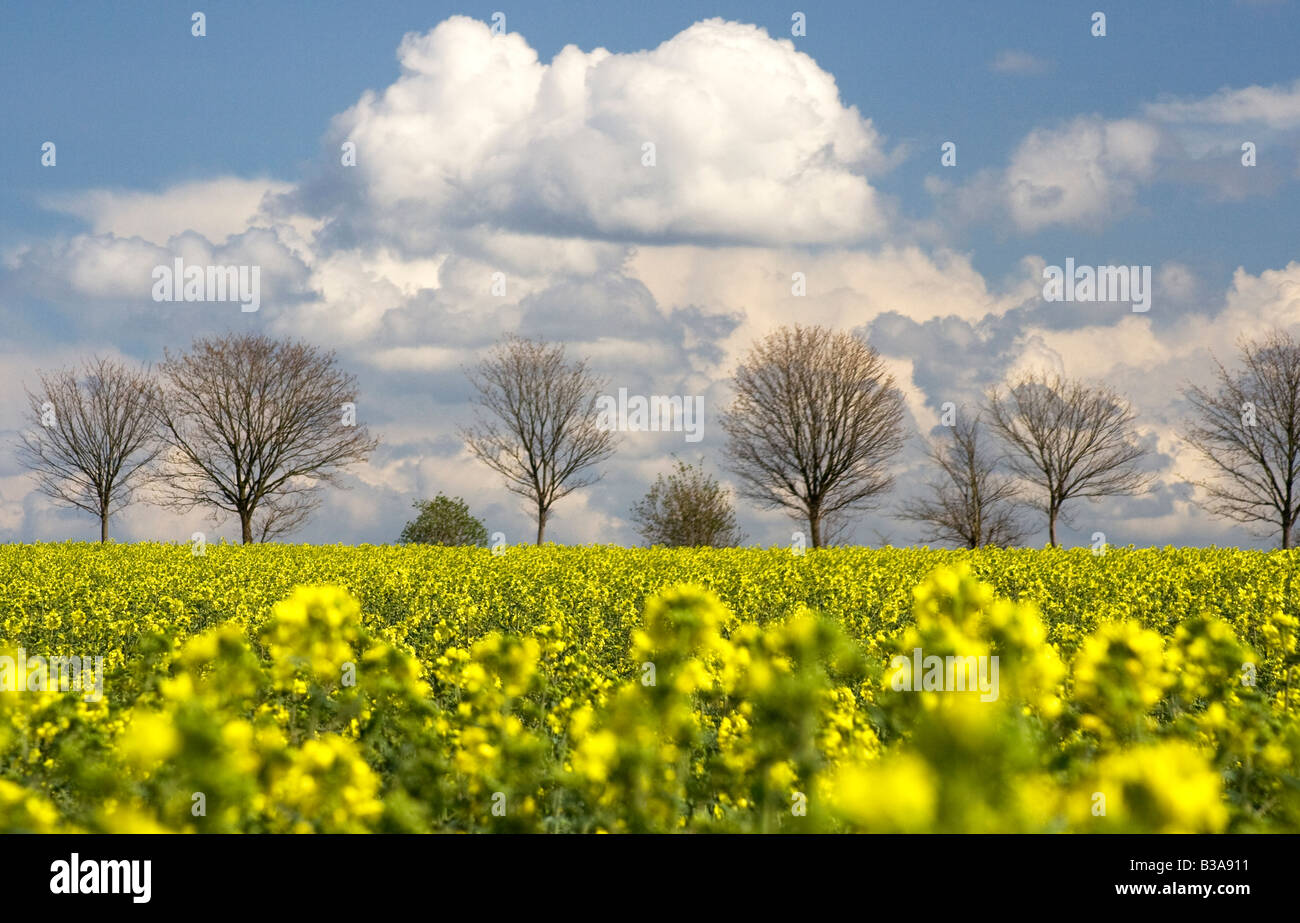 Ein Feld von Raps mit einer Reihe von Bäumen entlang des Horizonts vor blauem Himmel mit weißen Wolken Stockfoto