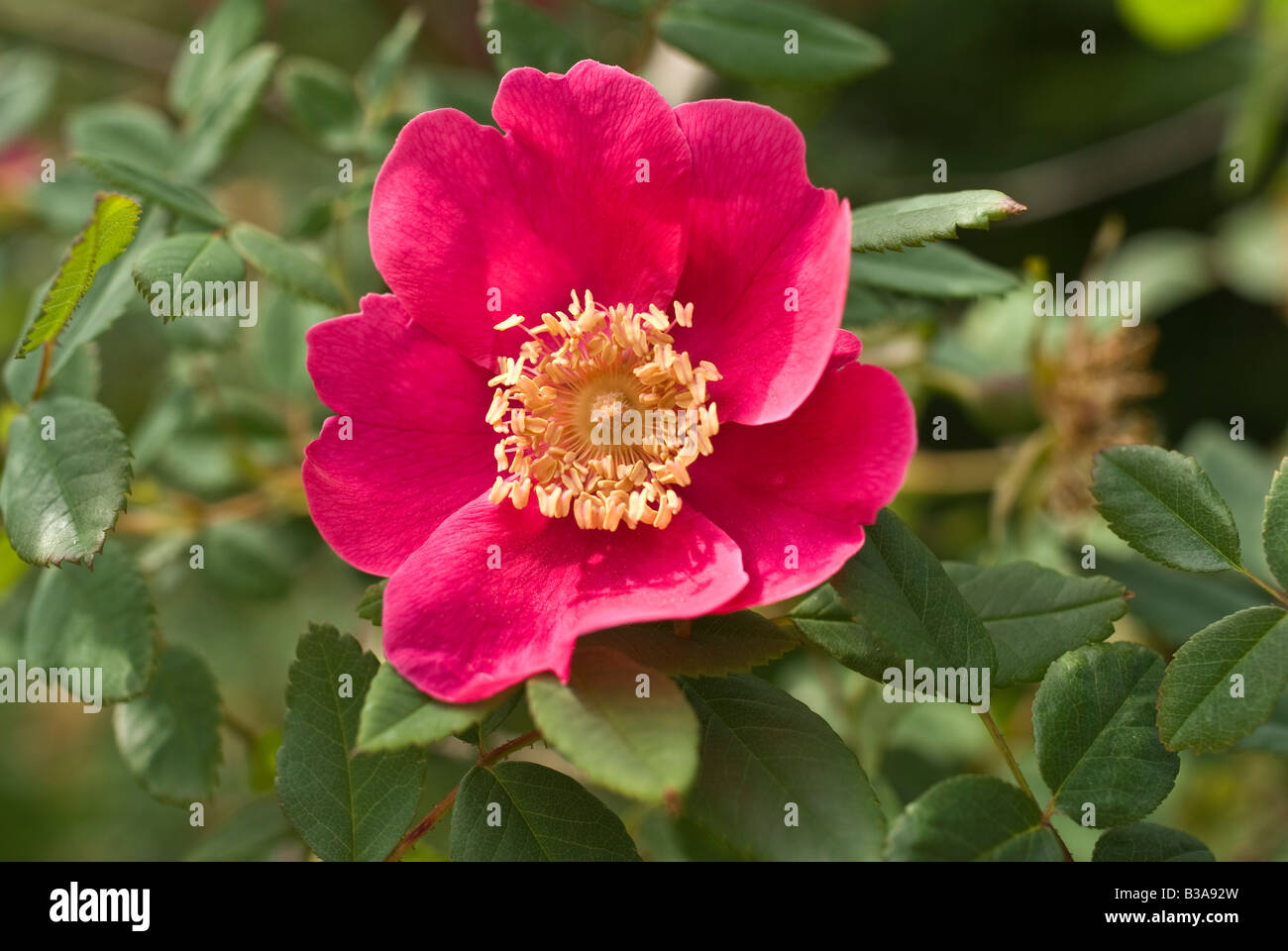 Rosa Gallica X wintoniensis Blüte im Juni Stockfoto