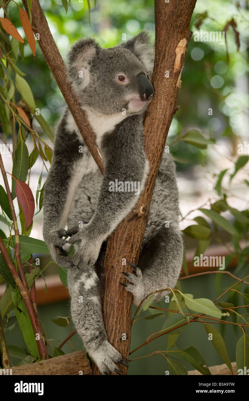 Australien, Queensland, Lone Pine Koala Sanctuary Koala (Phascolarctos Cinereus) Stockfoto