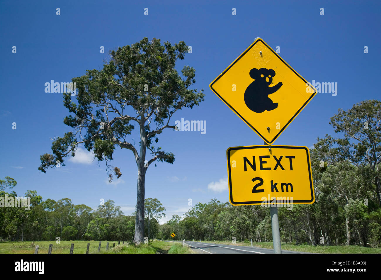 Australien, Queensland, Fraser Coast, Maryborough, Koala kreuzen unterschreiben auf dem Bruce Highway Stockfoto