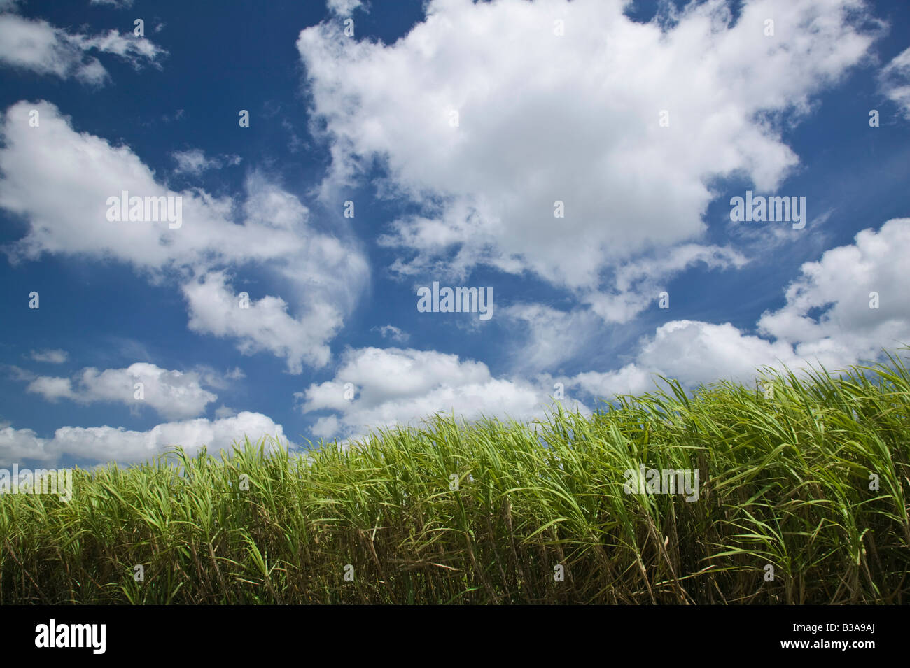 Australien, Queensland, Whitsunday Coast, Marian, Pioneer Valley-Sugar Cane Feld Stockfoto