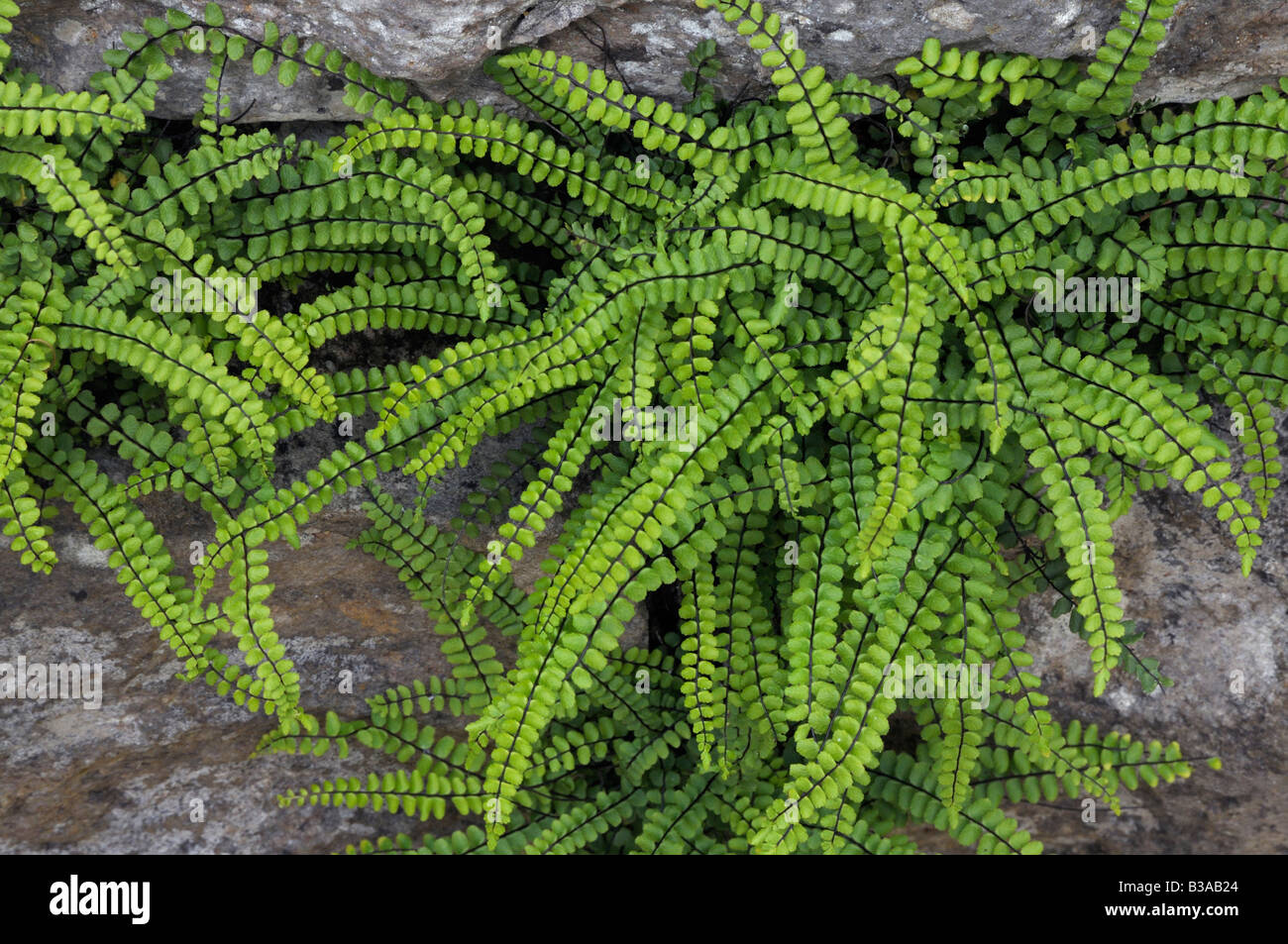 Spleenwort (Asplenium Trichomanes) wächst auf einem Felsen Stockfoto