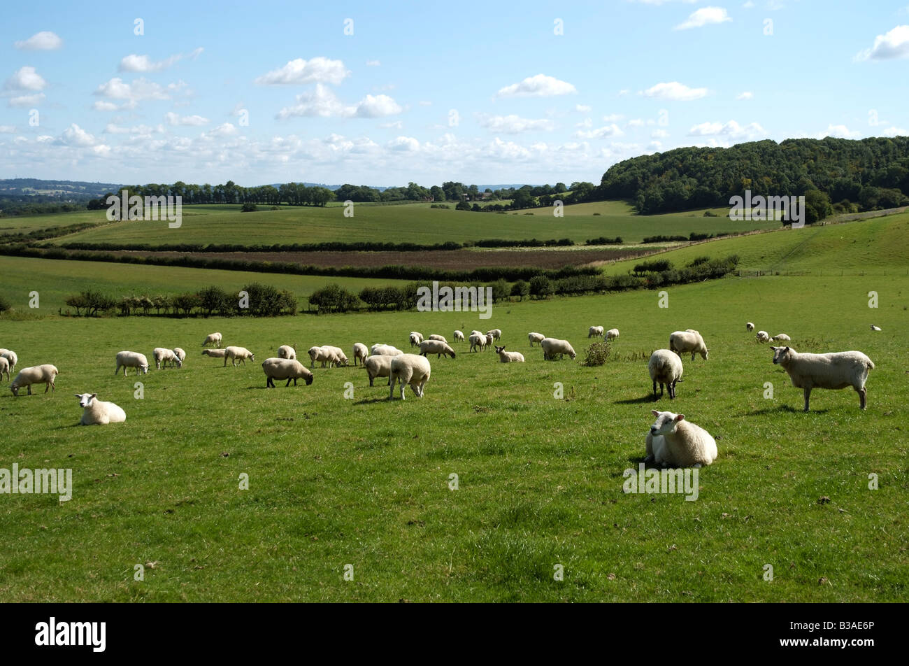 Schafe weiden in einer Landschaft, die landwirtschaftliche Landschaft South Downs England UK Stockfoto