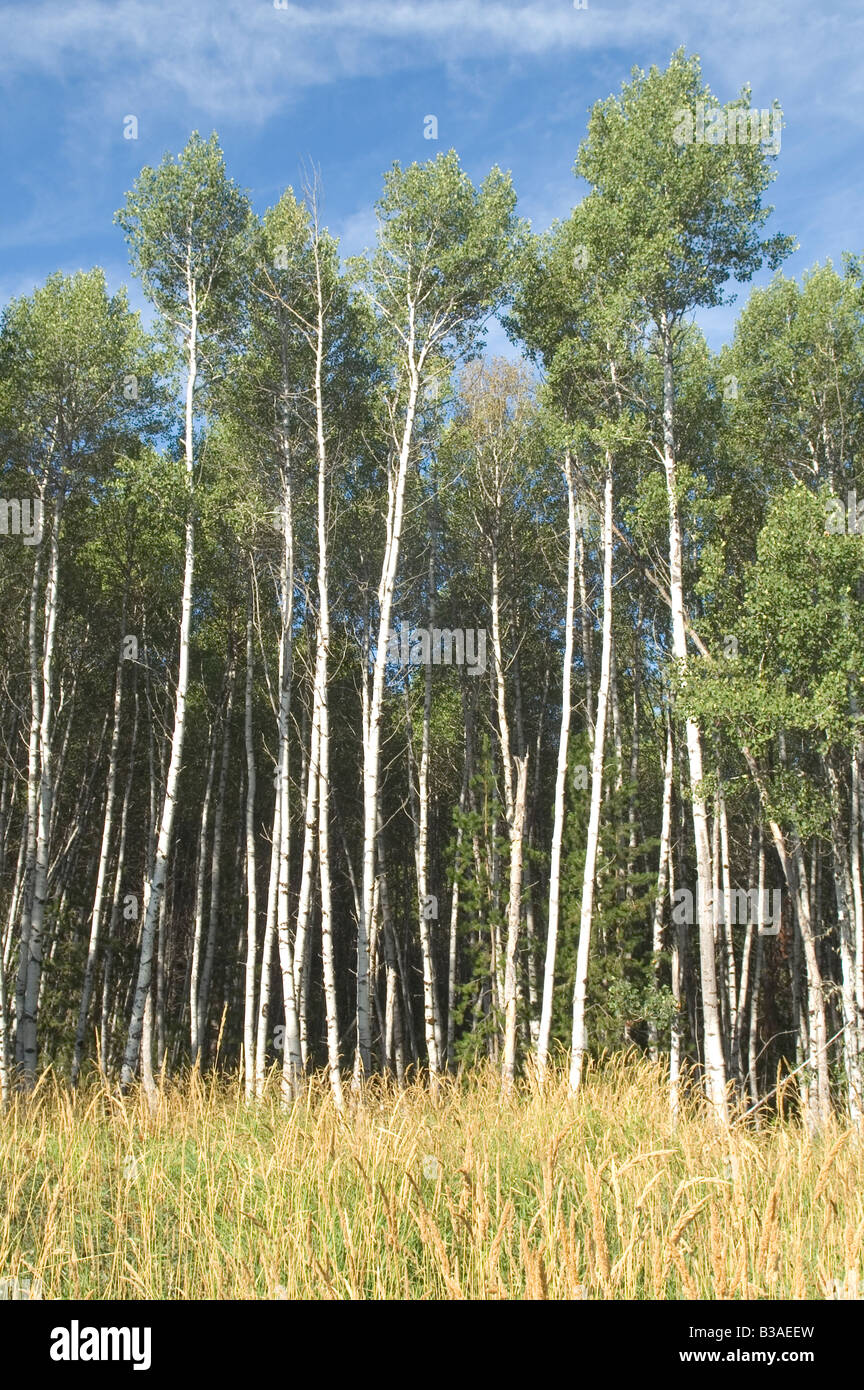 Stand der weißen Rinde Bäume Cottonwood Aspen Baum Stockfoto