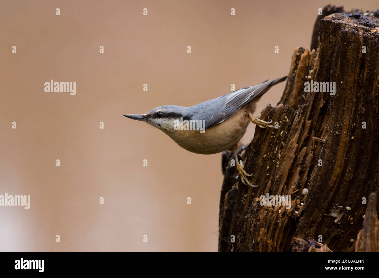 - Kleiber Sitta europaea Stockfoto