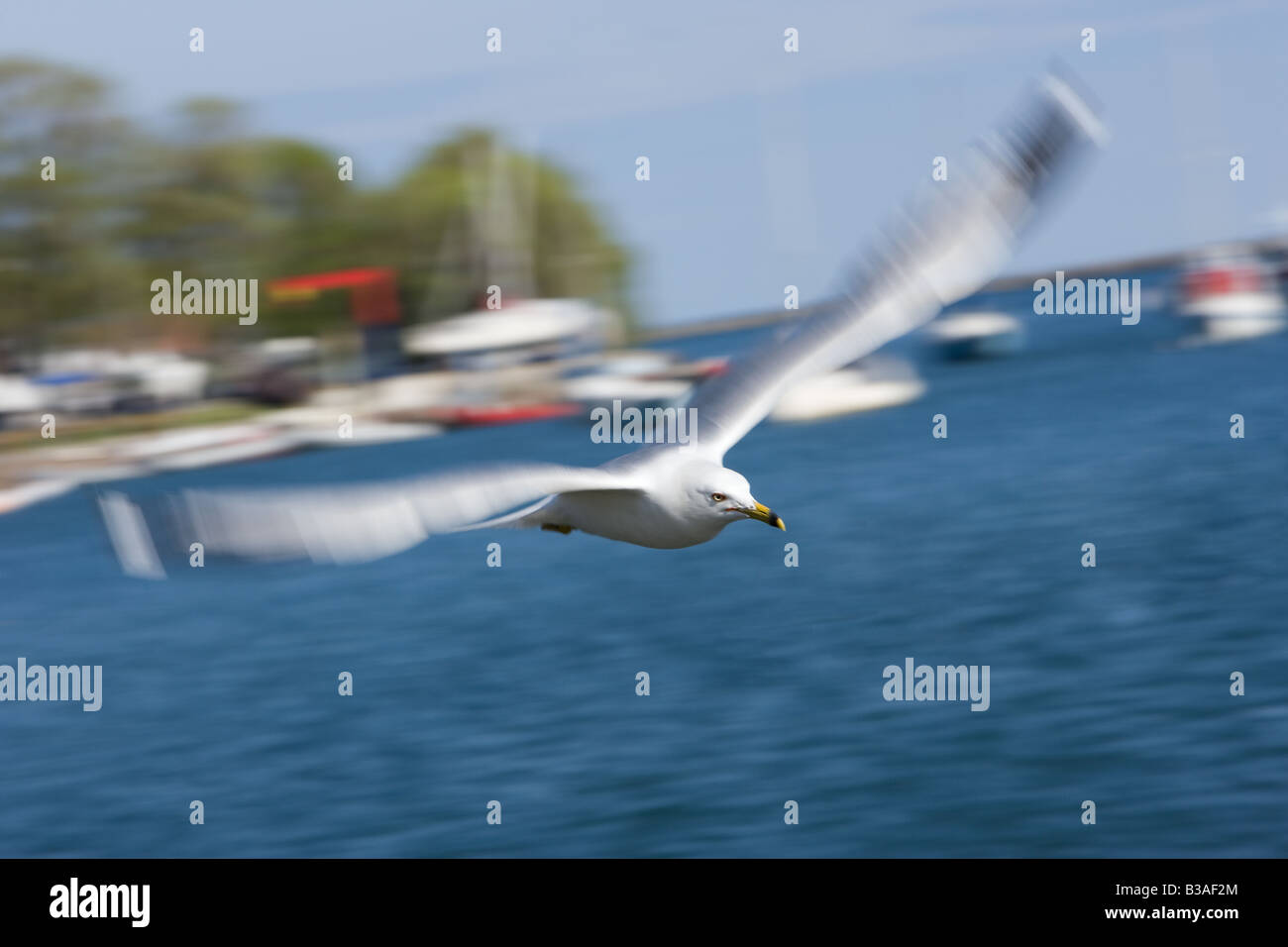 Eine Möwe, die über das Wasser fliegen. Stockfoto