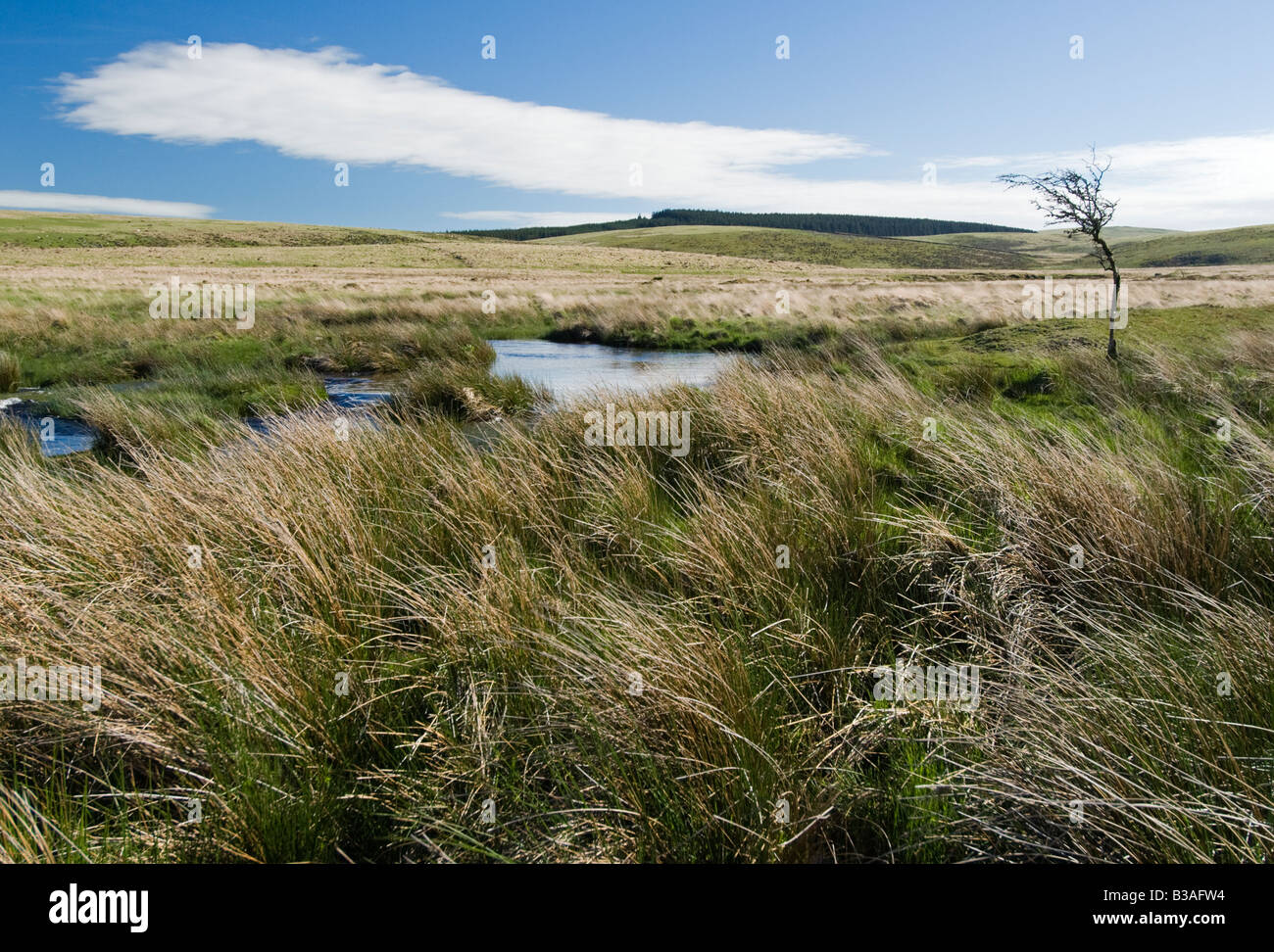 North Teign River auf Dartmoor Stockfoto