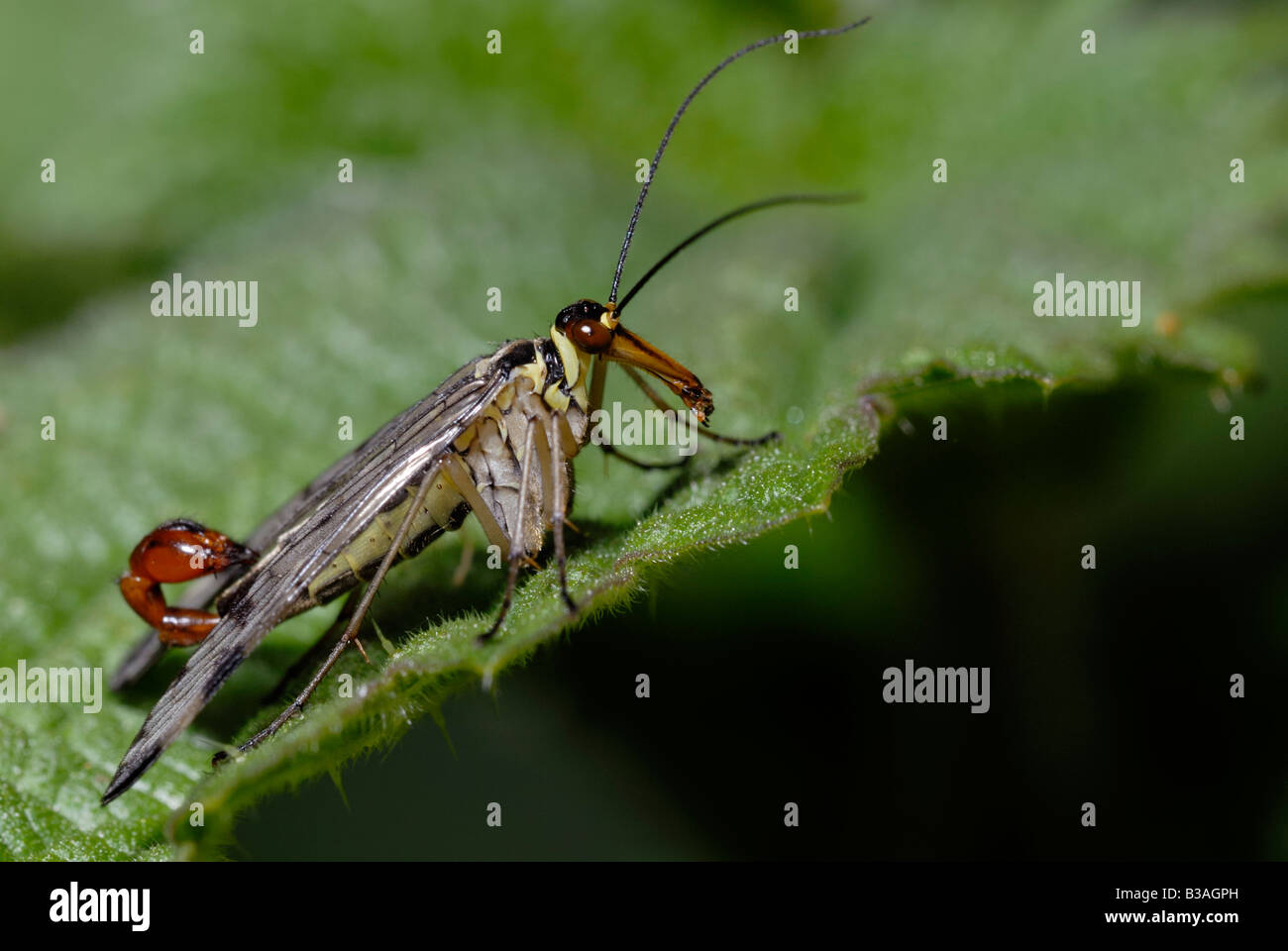 Scorpion Fly Panorama Communis, Wales, Großbritannien. Stockfoto