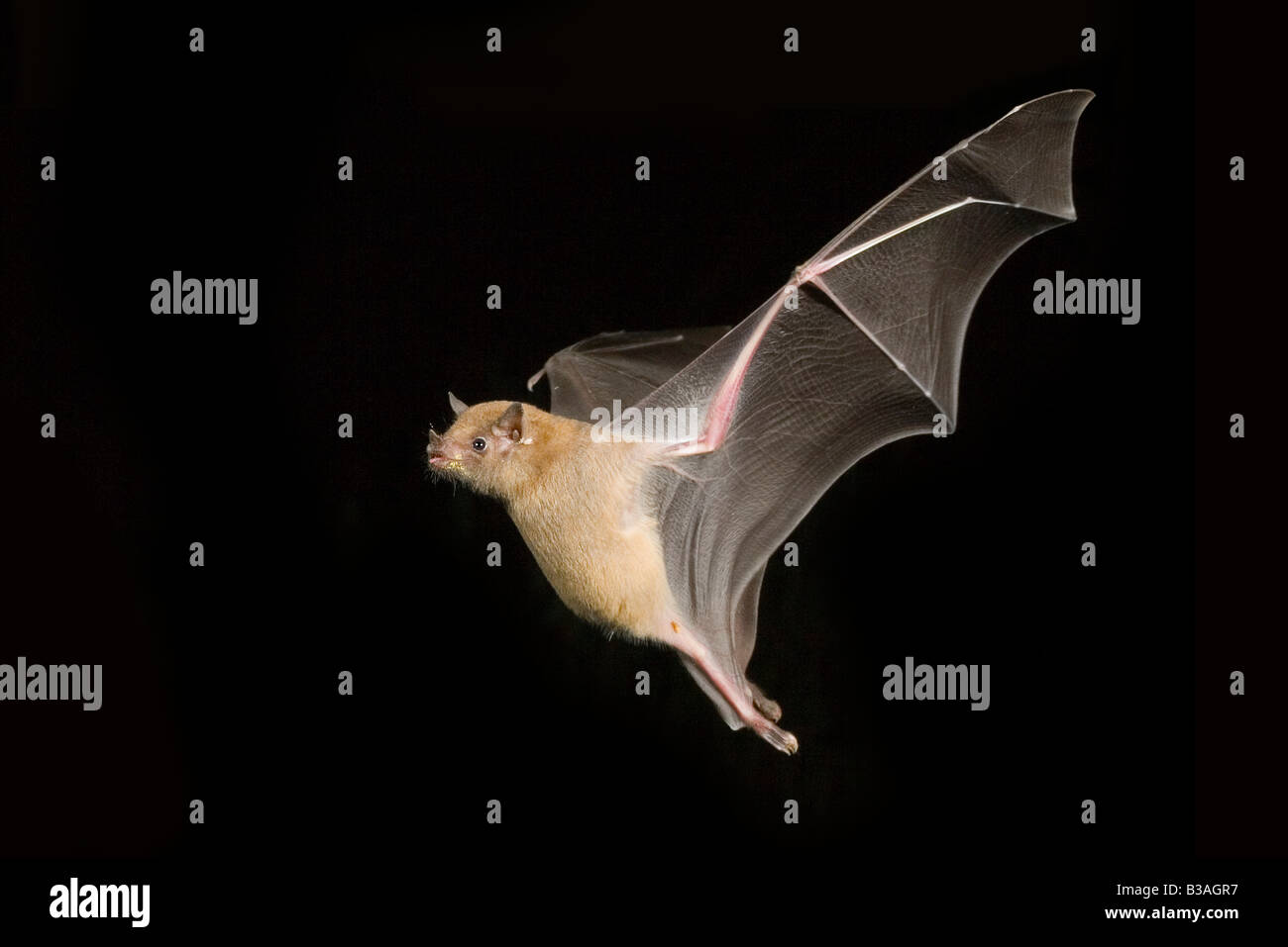 Geringerem langnasigen Bat Leptonycteris curasoae Stockfoto