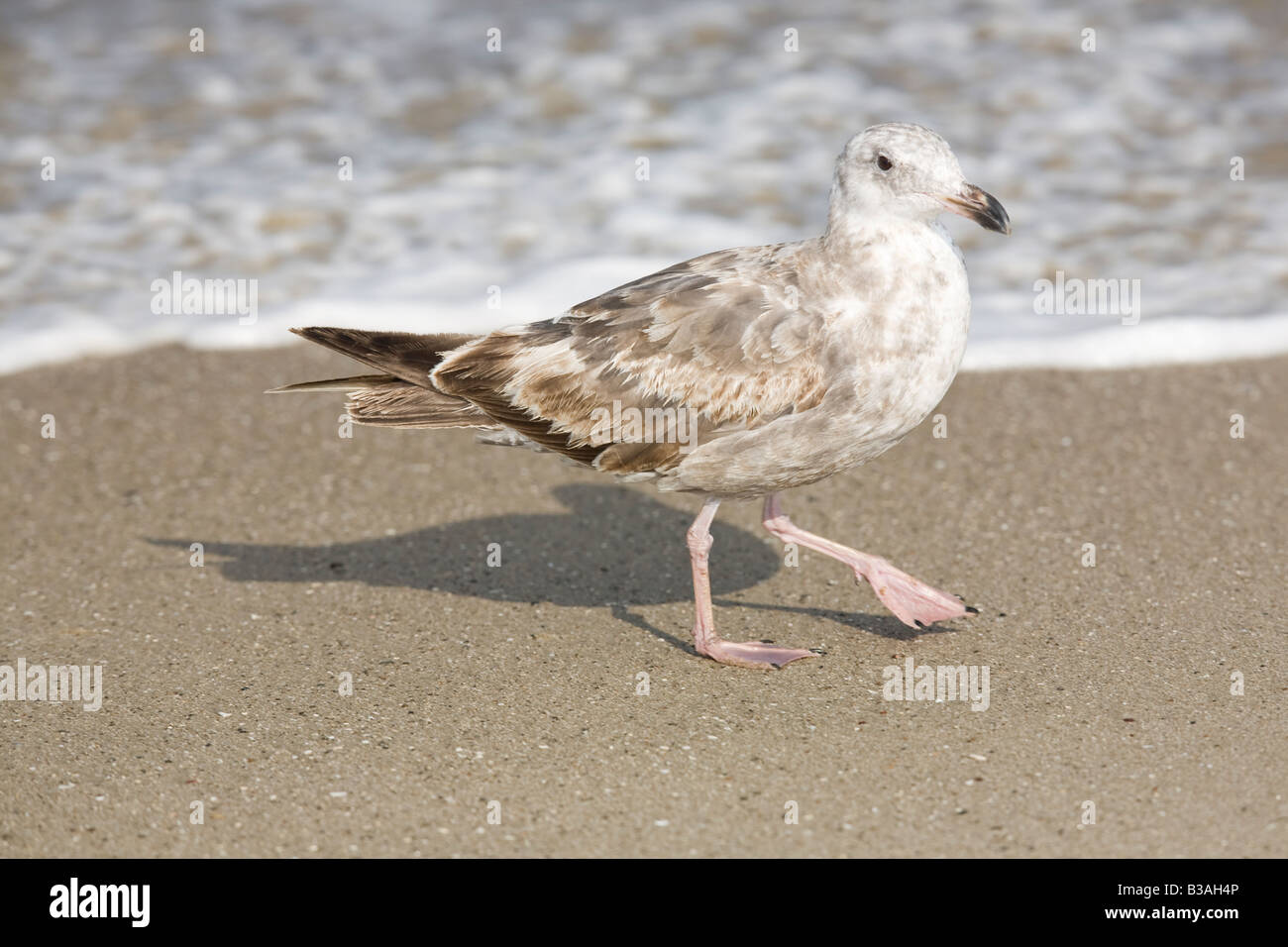 Eine erste Sommer Kalifornien Möve, Larus Californicus, auf einem Santa Barbara Beach, Kalifornien, Vereinigte Staaten von Amerika Stockfoto