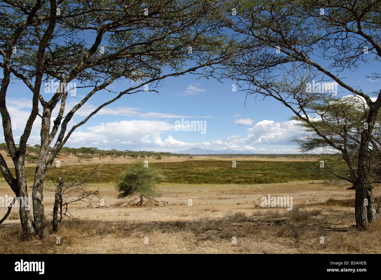 Lebensraum an kleinen Marsh, Ndutu, Ngorongoro Conservation Area, Tansania Stockfoto
