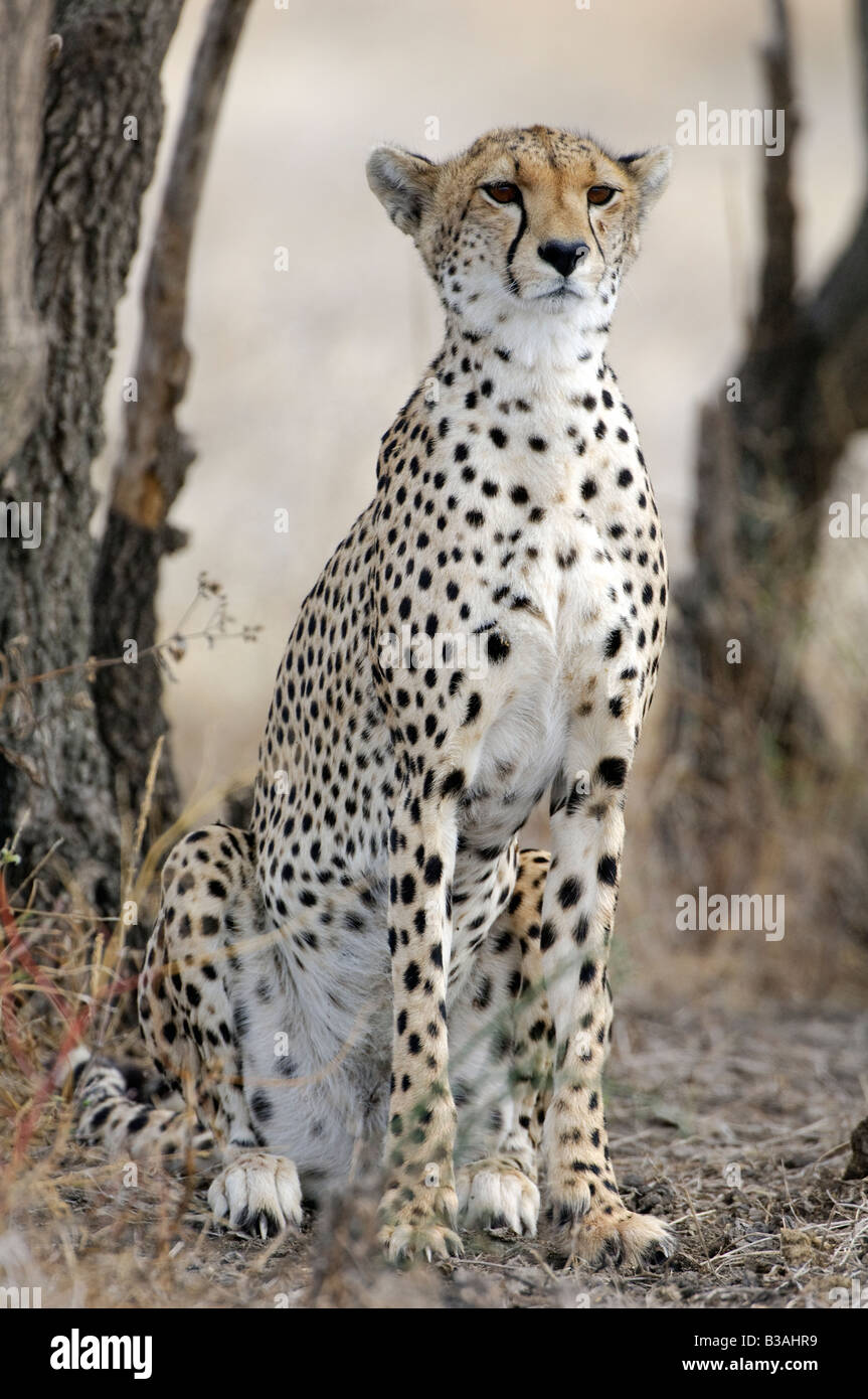 Gepard Erwachsenen Cub sitzen und beobachten, Acinonyx Jubatus, Ndutu, Ngorongoro, Tansania Stockfoto