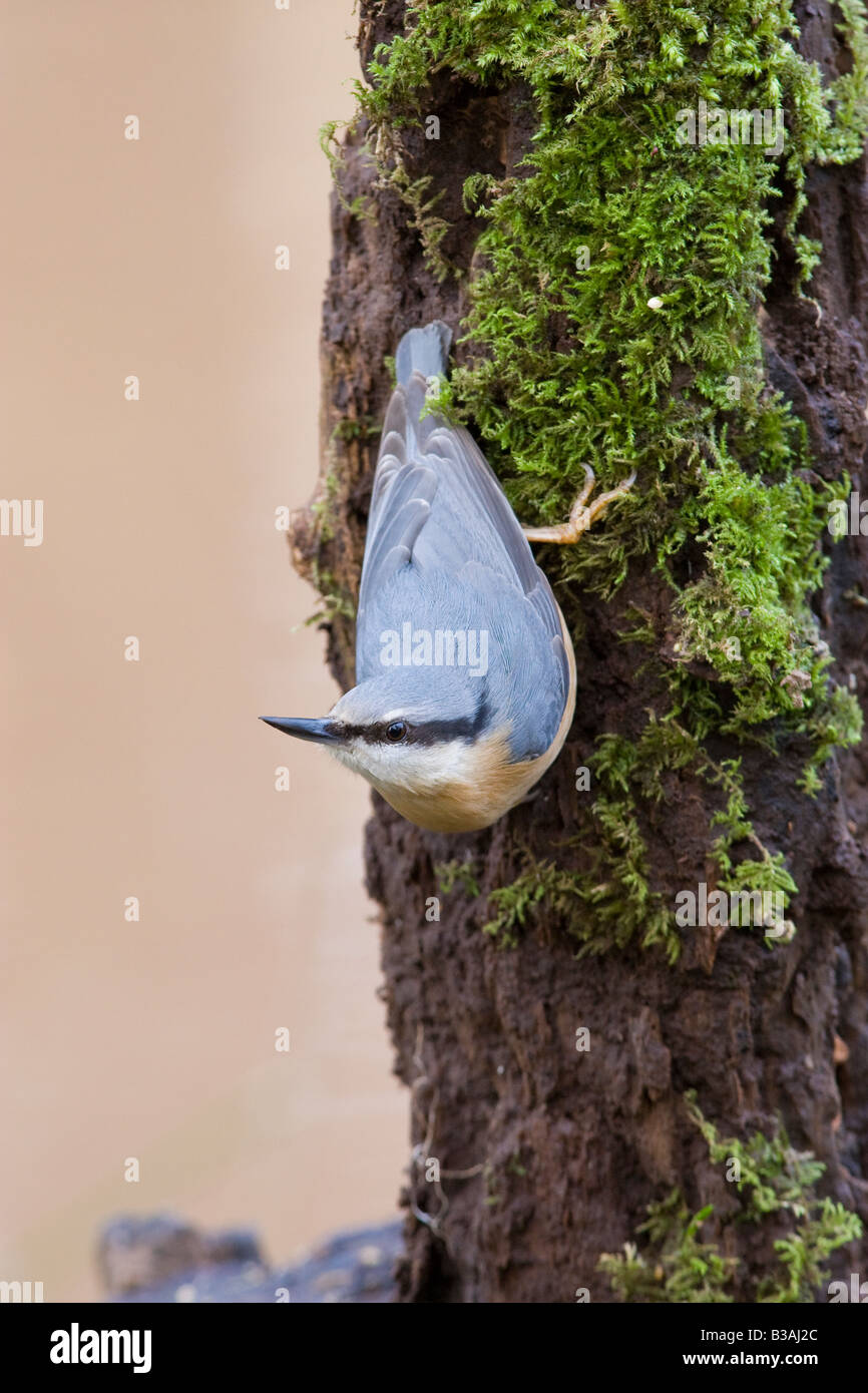 - Kleiber Sitta europaea Stockfoto