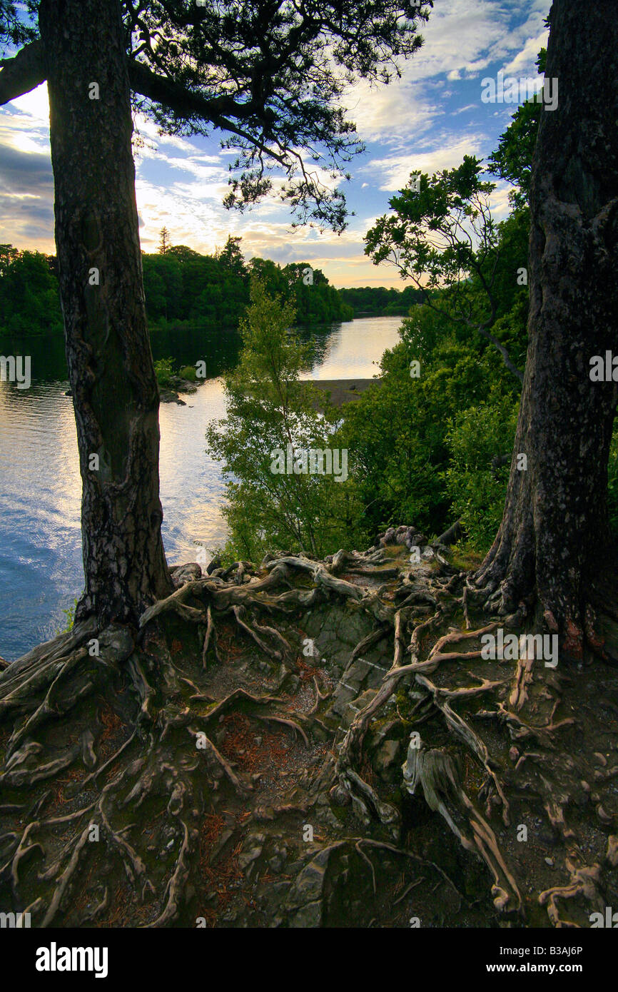 Derwent Water Baum Wurzeln Seenplatte Wasser Stockfoto