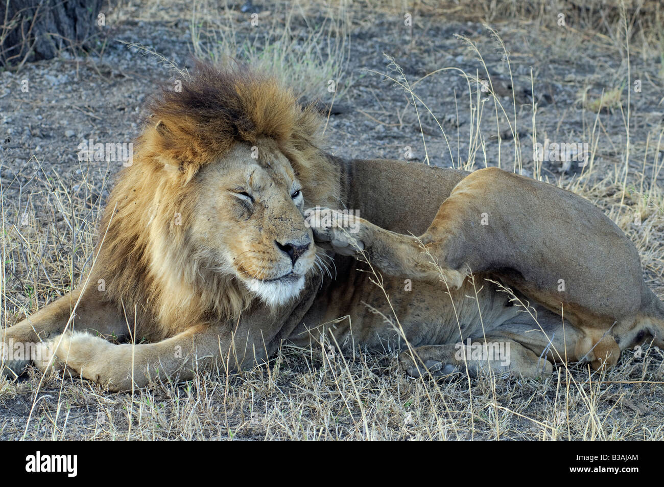 Männlicher Löwe kratzt seinen Kopf (Panthera Leo), Löwen in der Regel 20-21 Stunden verbringen einen Tag Ruhe Ndutu Ngorongoro Tansania Stockfoto