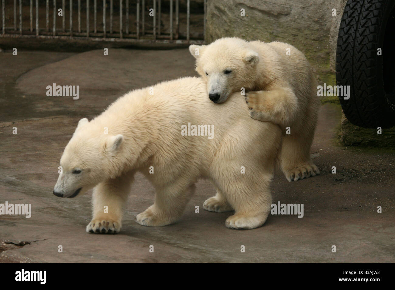 Zwei Neugeborene Eisbären Jungtiere genießen in ihrem Gehege im Schönbrunn Zoo in Wien, Österreich Stockfoto