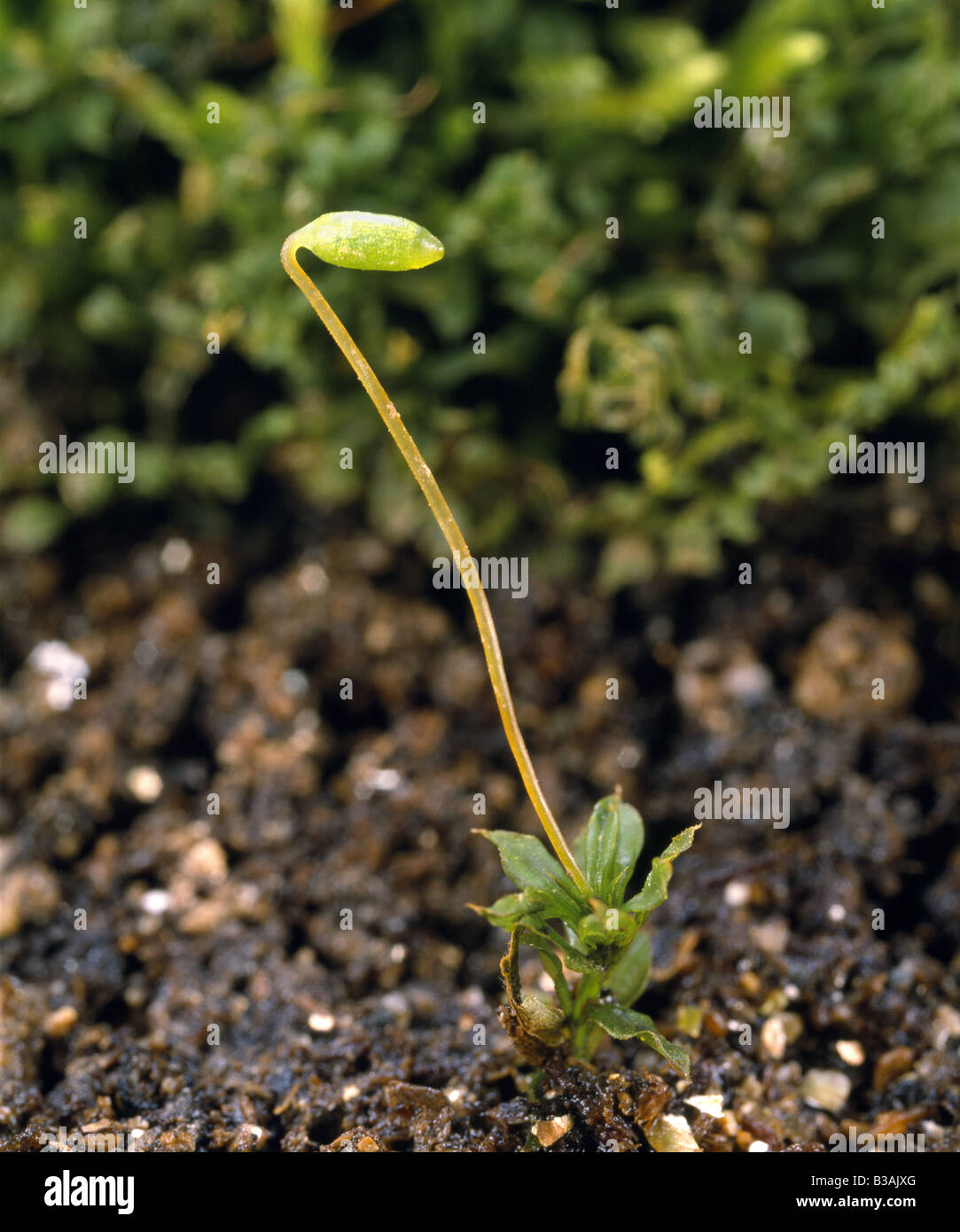 MOOS SPOROPHYTE (MNIUM SP.) KAPPE UND SETA UNREIFE SPOROPHYTE WÄCHST PARASITÄR VON OBEN DER WEIBLICHEN GAMETOPHYTO Stockfoto