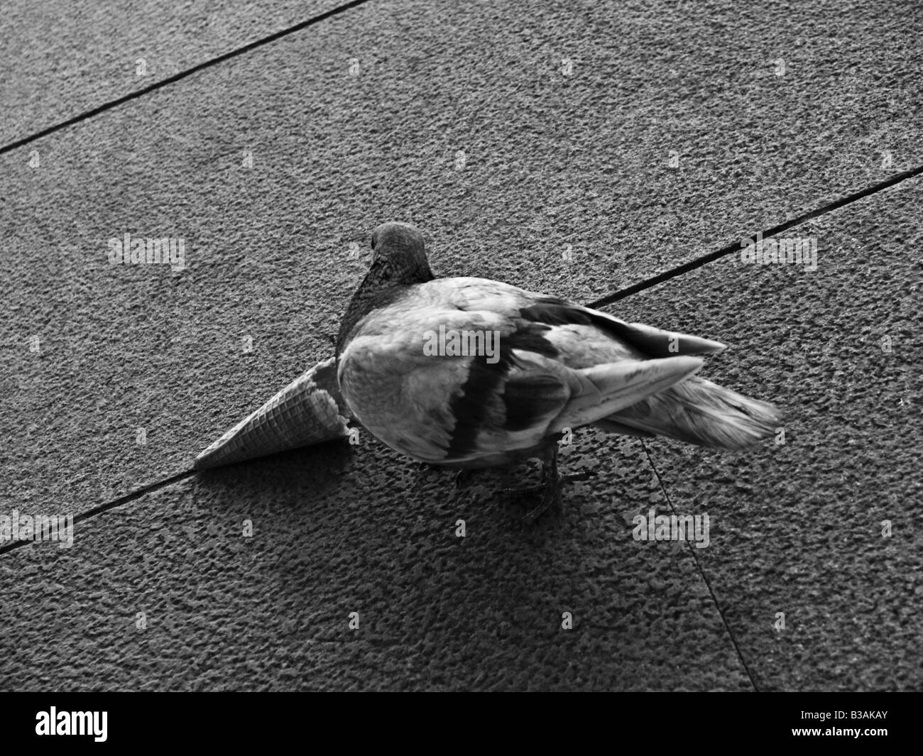 Foto von einer Taube Stading neben einer Eis Kornett. Stockfoto