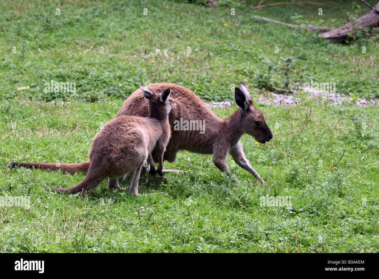 Westliche graue Känguru (Macropus Fuliginosis) [Chester Zoo, Chester, Cheshire, England, Großbritannien, Vereinigtes Königreich, Europa]. . Stockfoto