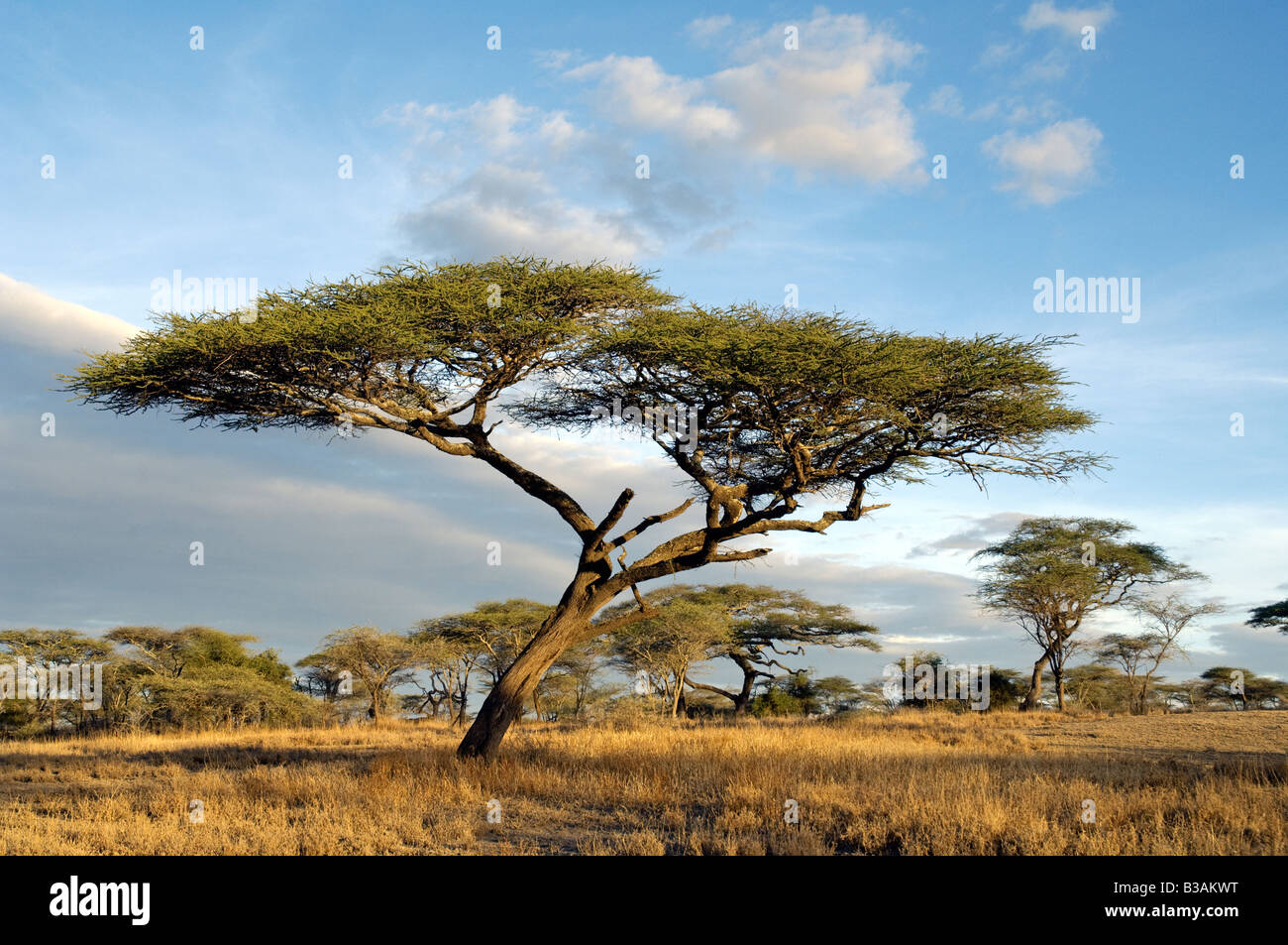 Regenschirm Dorn oder Flat-Top-Akazie (Acacia Tortilis) in trockenen Savannen-Lebensraum am Ndutu, Ngorongoro Conservation Area. Tansania Stockfoto