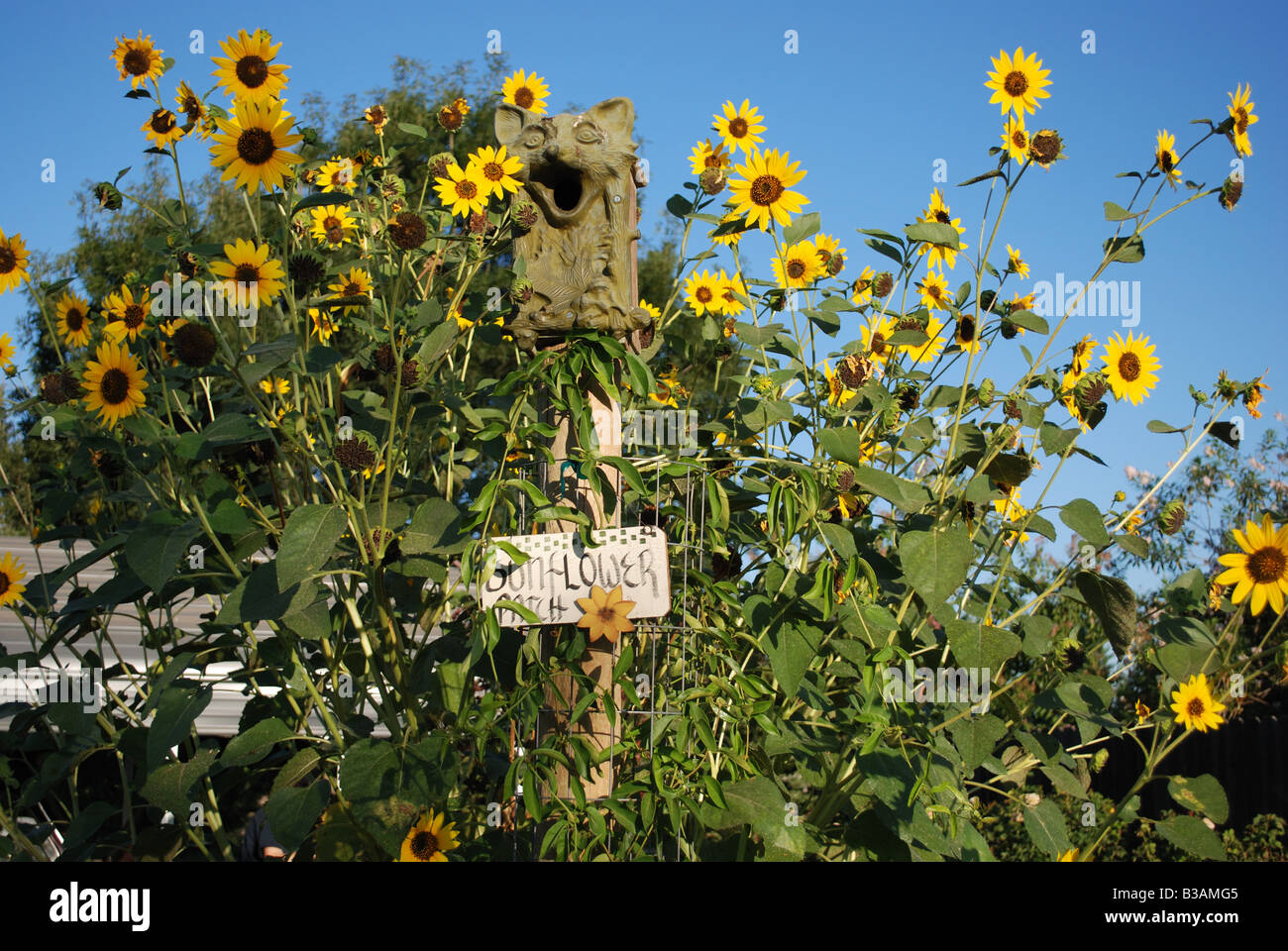 Sonnenblume Patch Helianthus Annuus und Vogel-Haus Stockfoto