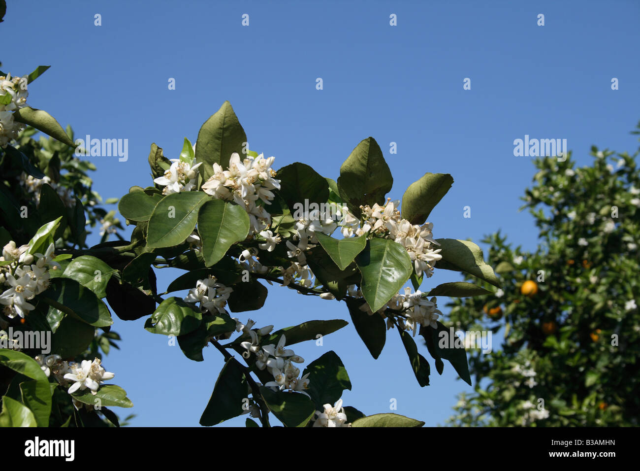 Nahaufnahme von Orangenblüten im Orangenhain, Lake Wales, FL. (Citrus Sinensis) Stockfoto