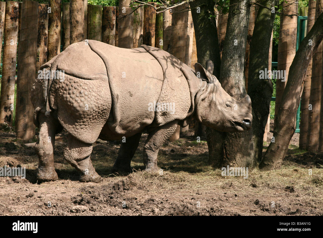 Asiatische große einen gehörnten Nashorn [Chester Zoo, Chester, Cheshire, England, Großbritannien, Vereinigtes Königreich, Europa].            . Stockfoto