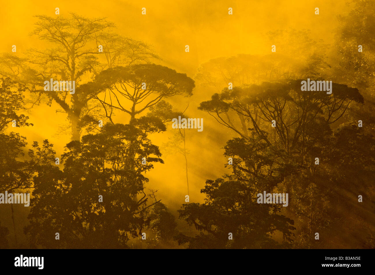 COSTA RICA, Regenwald-Landschaft der Sonnenstrahlen, die Filterung durch frühen Morgenlicht im Tropenwald Stockfoto