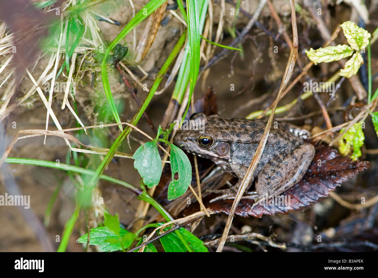 Amerikanischer Ochsenfrosch Rana Catesbeiana Stockfoto
