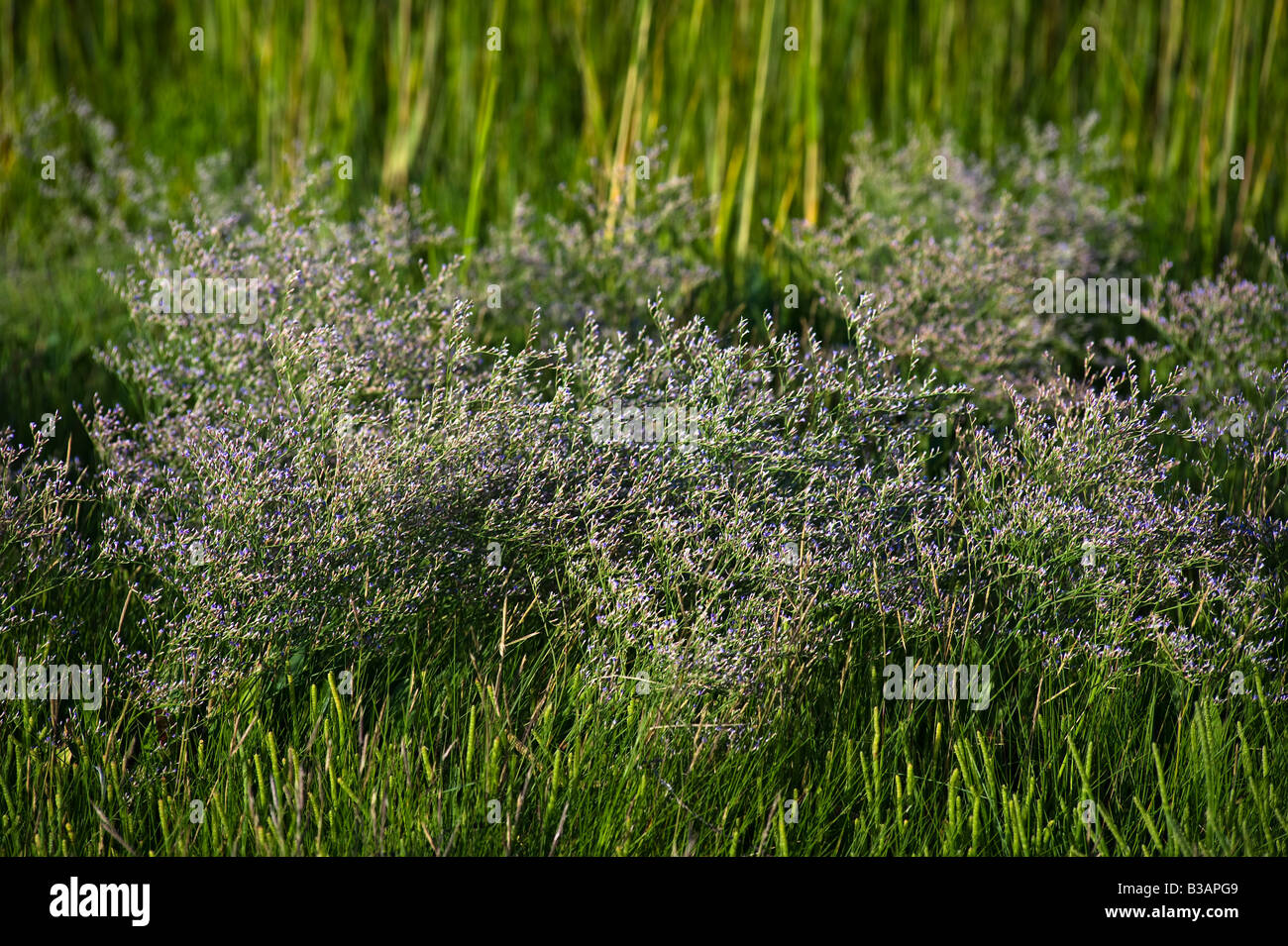 Strand-Heather unter das Seegras wächst. Stockfoto