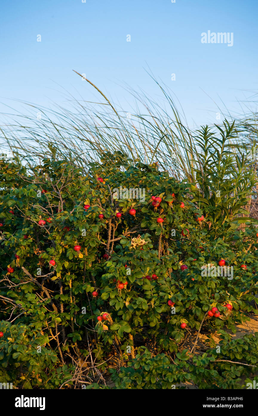 Hagebutten, (Kernobst) wächst unter den Küsten Sanddünen auf Cape Cod, MA Stockfoto