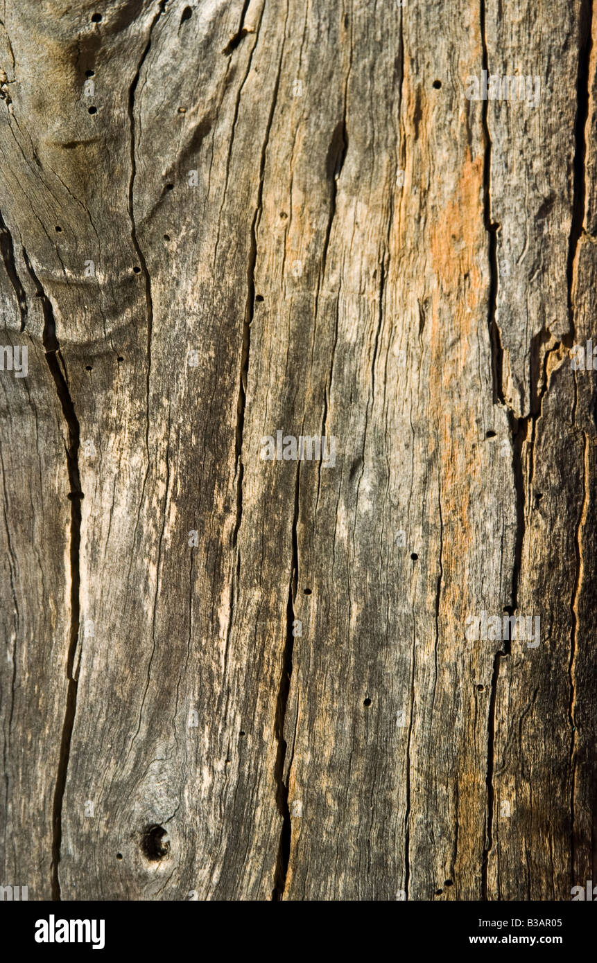Nahaufnahme eines alten Toten Wetter geschlagen Baum post Stockfoto