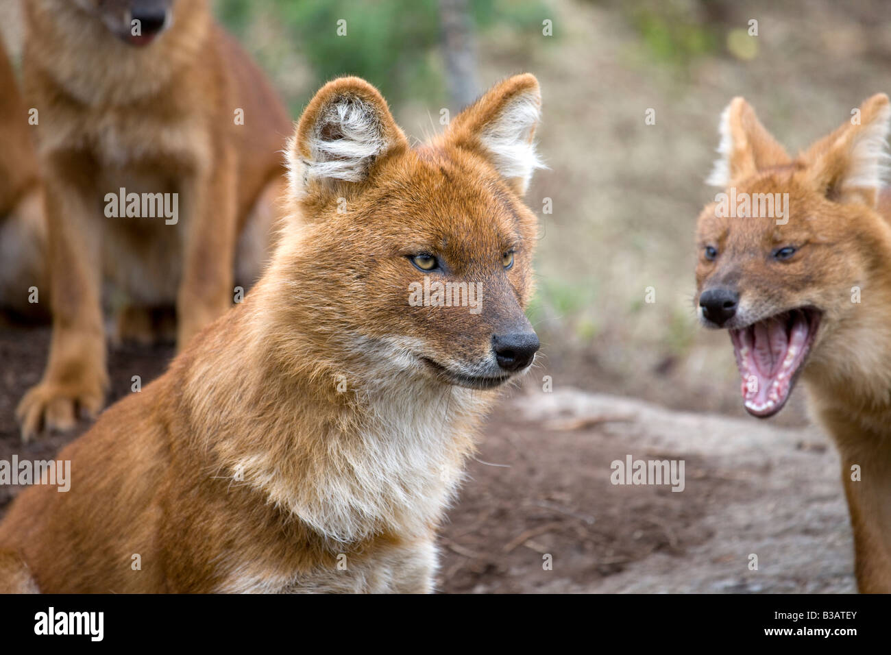 Dhole (Cuon Alpinus Lepturus) Stockfoto